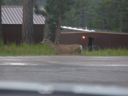 Deer in the Black Hills