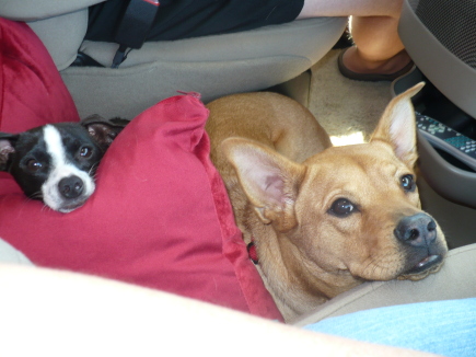 Dogs enjoying the ride