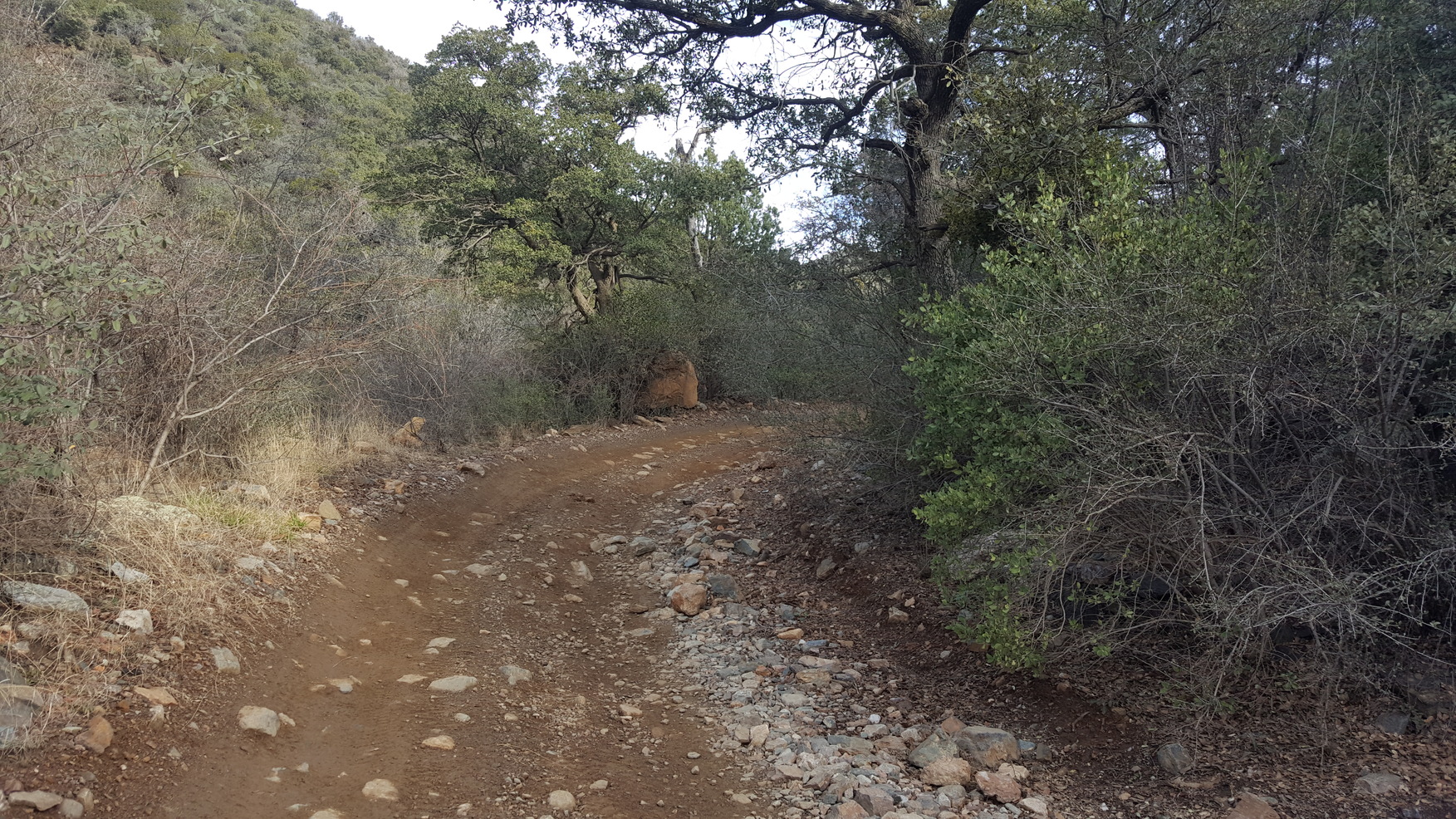 Up the Trail from the Creek